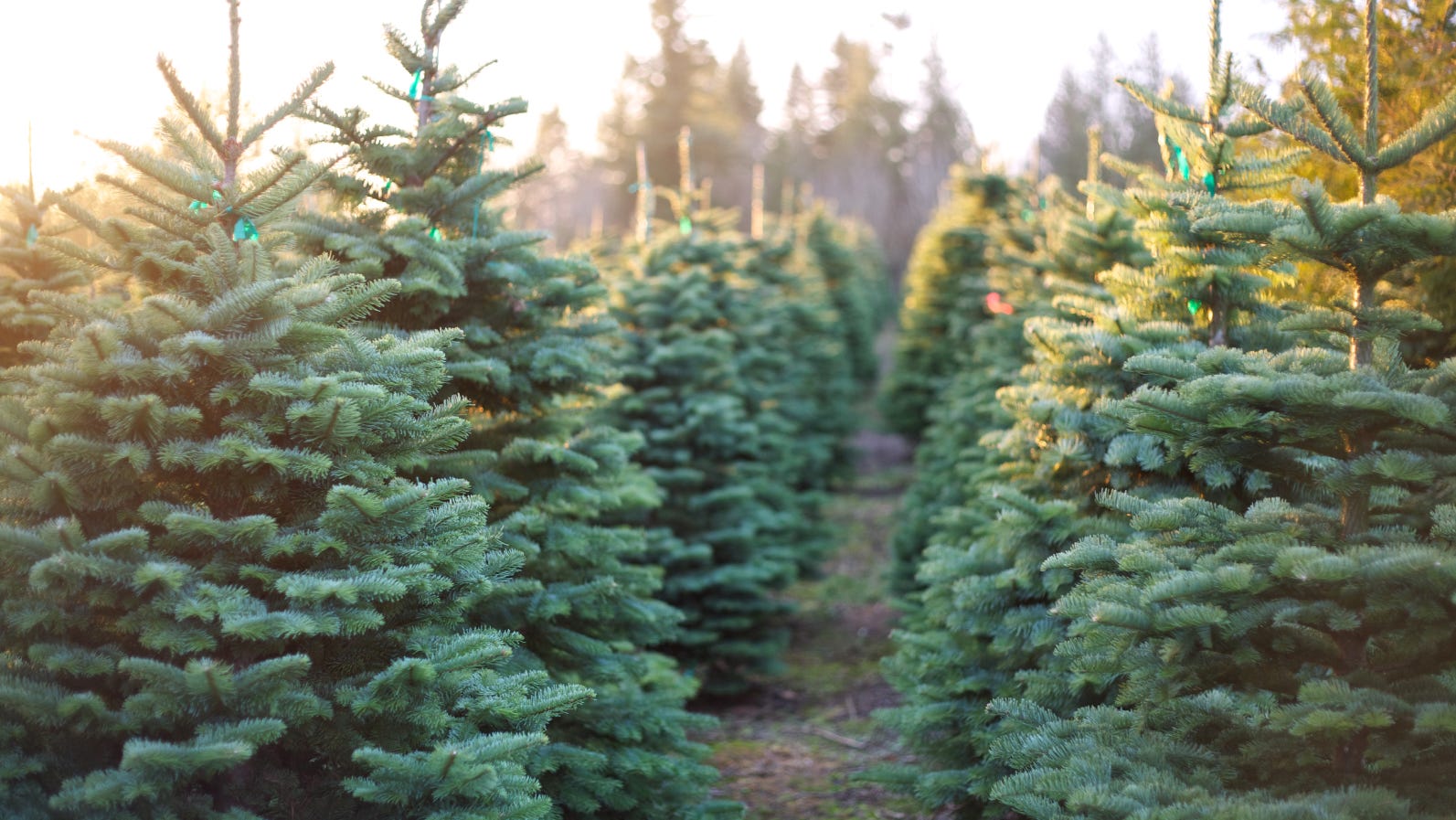 This Year's Artificial Christmas Trees: Here's What You Should Know